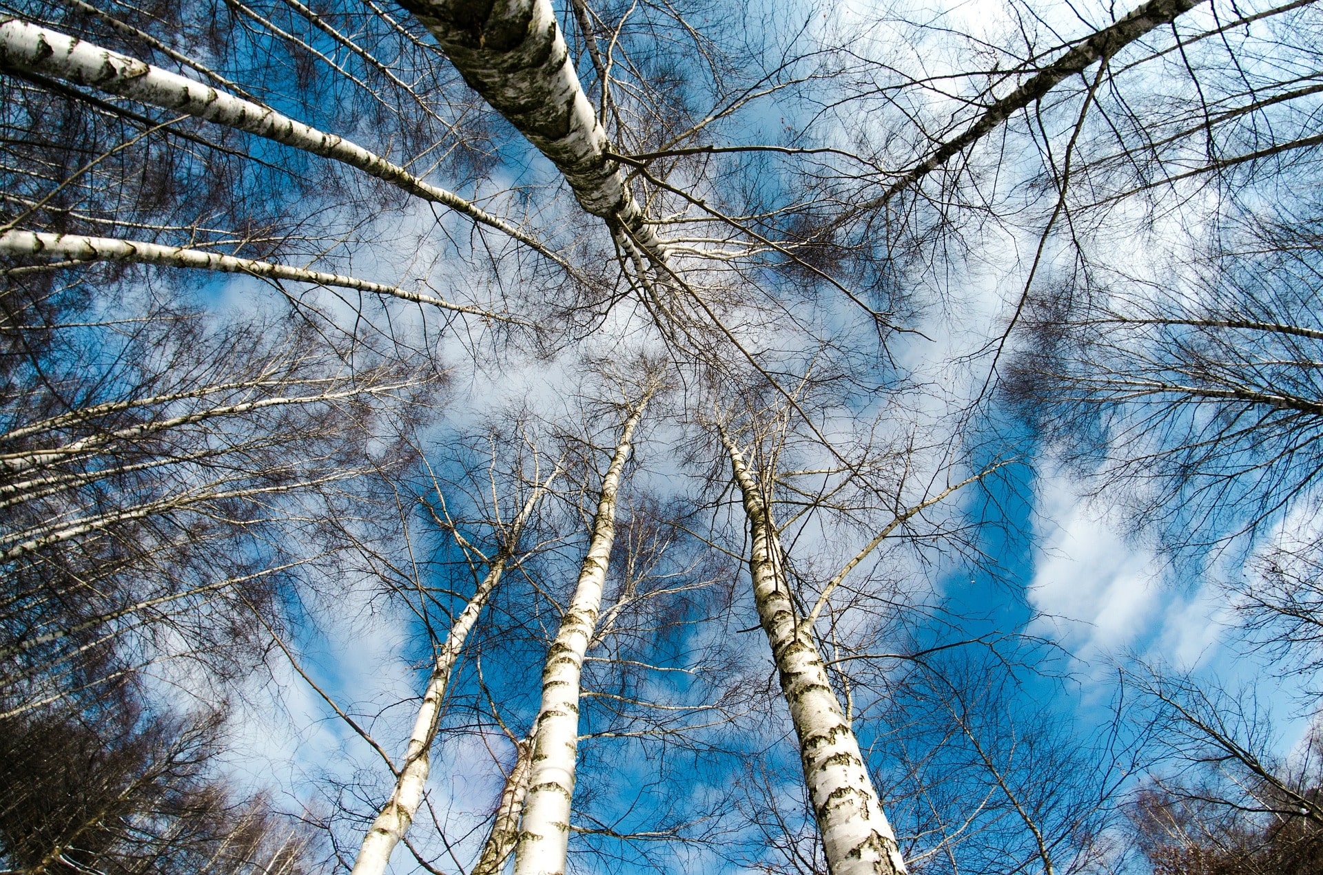 illustration arbre bouleau dans ciel bleu